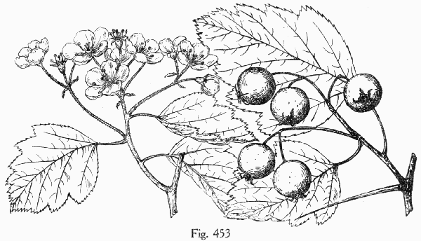 Fig. 453