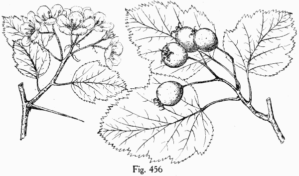 Fig. 456