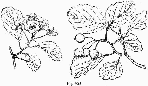 Fig. 463