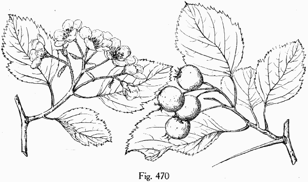 Fig. 470