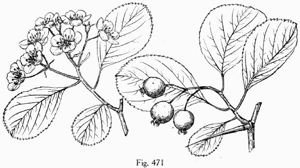 Fig. 471