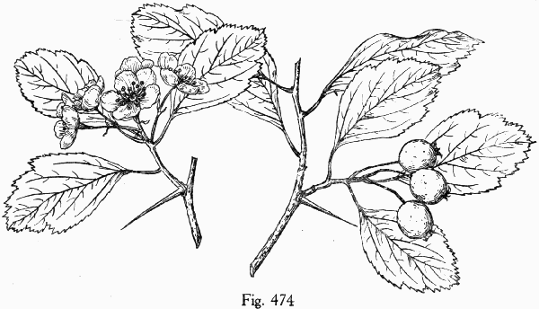 Fig. 474