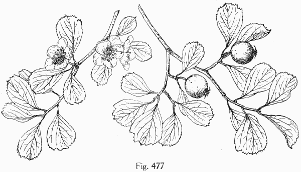 Fig. 477