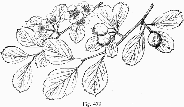 Fig. 479