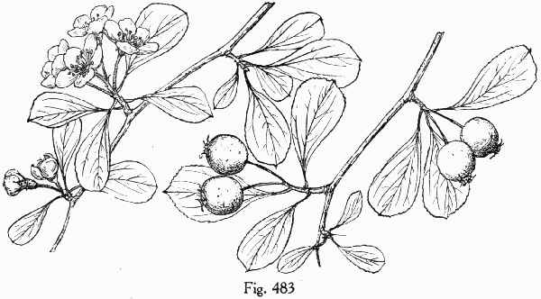 Fig. 483