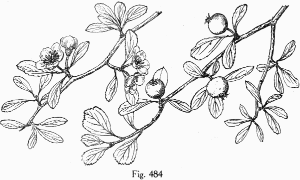 Fig. 484