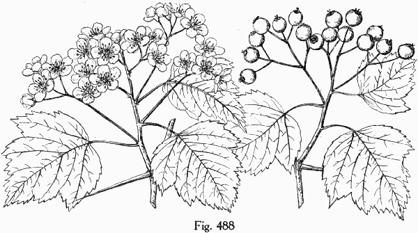 Fig. 488