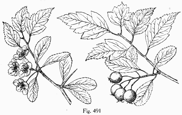 Fig. 491