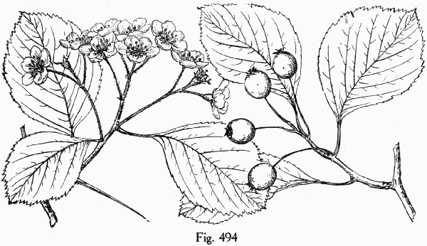 Fig. 494