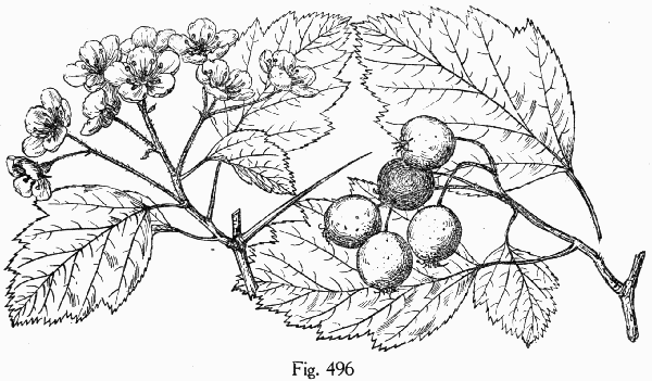 Fig. 496