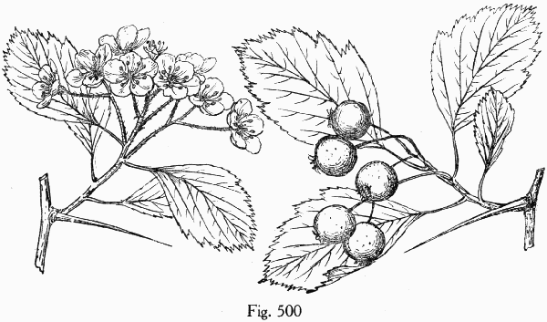 Fig. 500