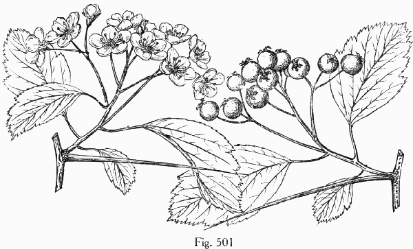 Fig. 501