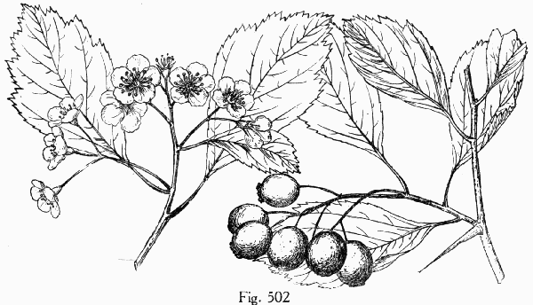 Fig. 502