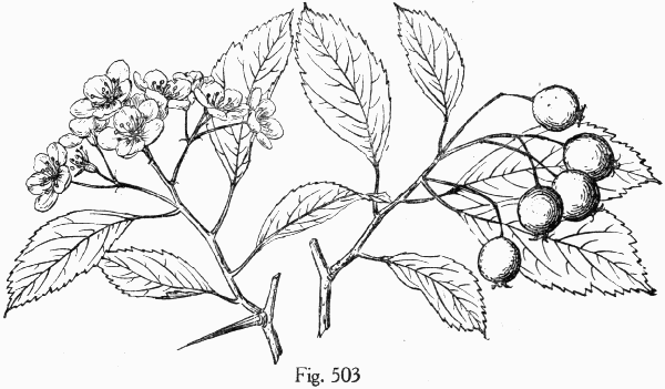 Fig. 503