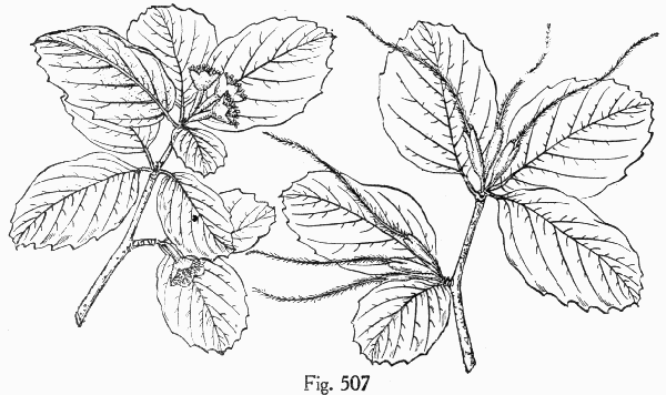 Fig. 507