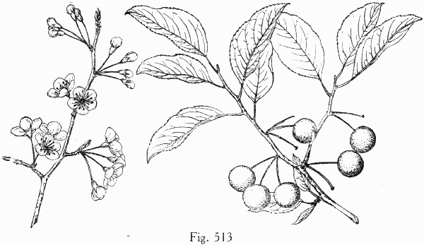 Fig. 513