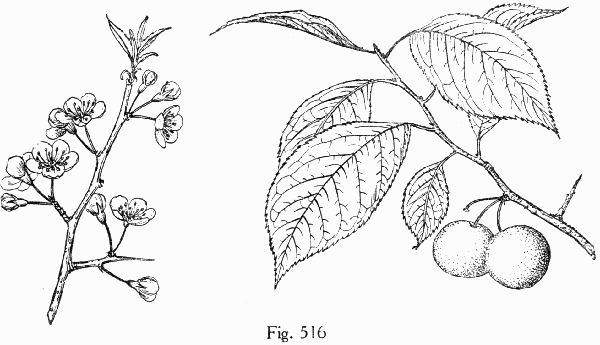 Fig. 516
