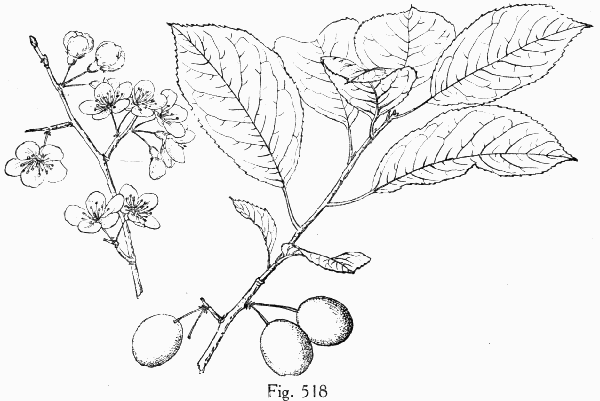 Fig. 518