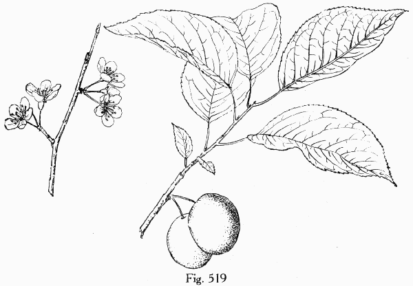 Fig. 519