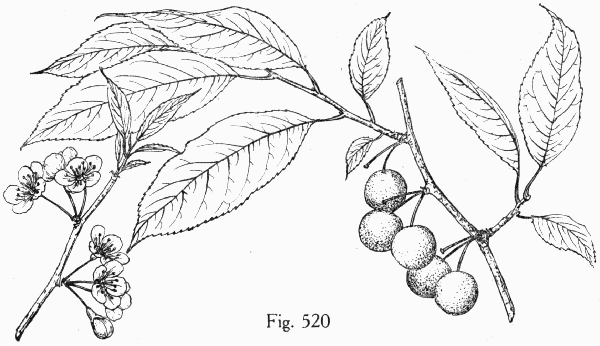Fig. 520