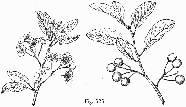 Fig. 525