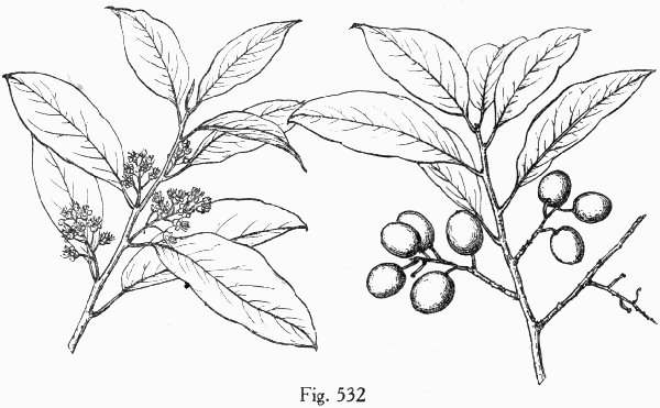 Fig. 532