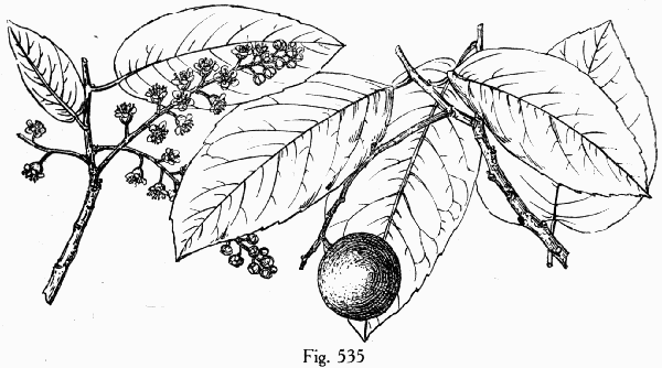 Fig. 535