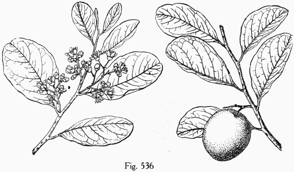 Fig. 536