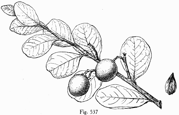 Fig. 537