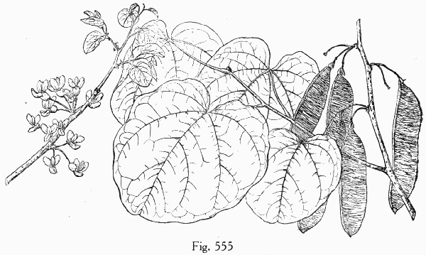 Fig. 555