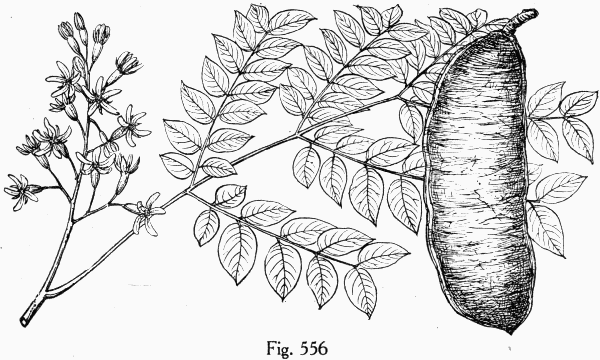 Fig. 556