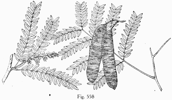 Fig. 558