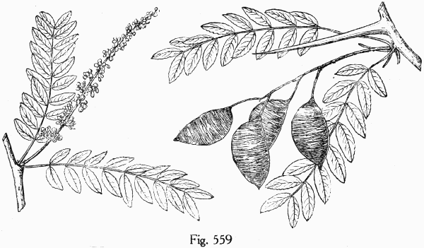 Fig. 559