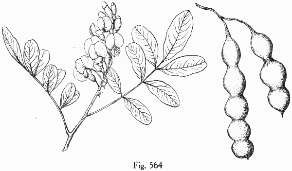 Fig. 564