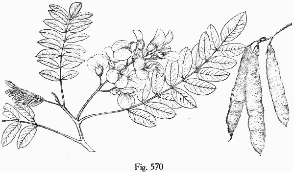 Fig. 570