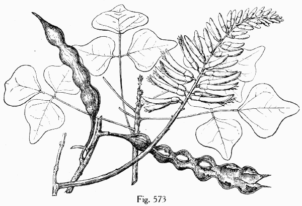 Fig. 573