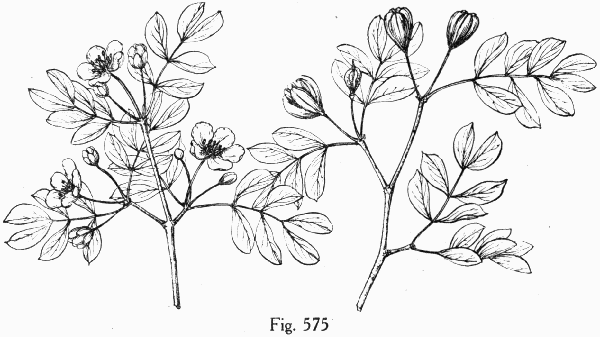 Fig. 575