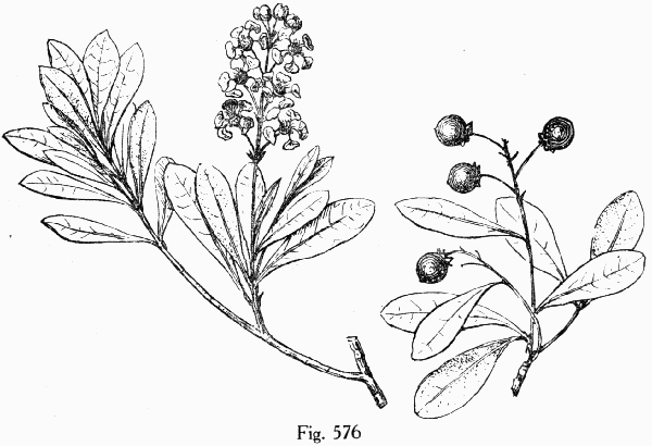 Fig. 576