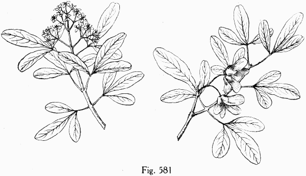 Fig. 581