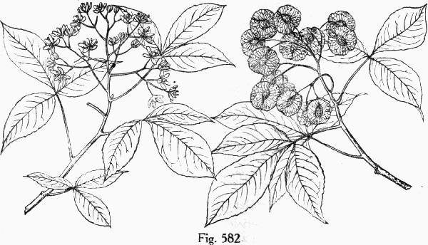 Fig. 582