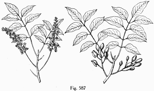 Fig. 587