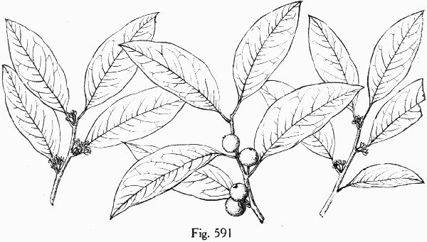 Fig. 591