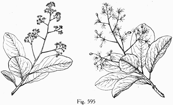 Fig. 595