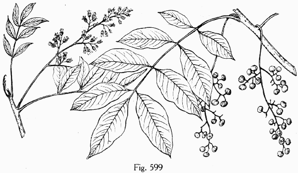 Fig. 599