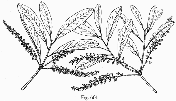 Fig. 601