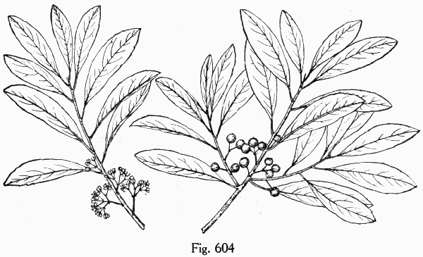 Fig. 604