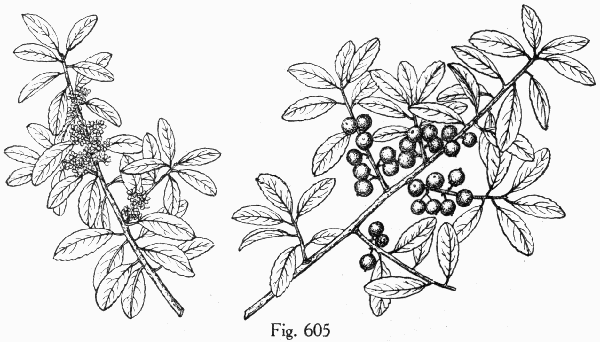 Fig. 605