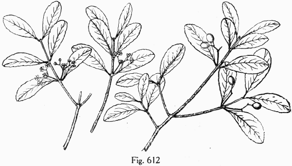 Fig. 612