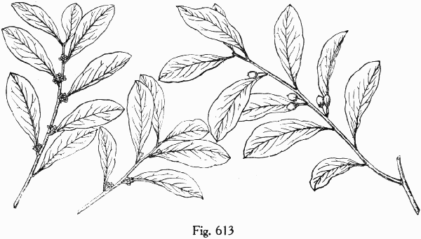 Fig. 613