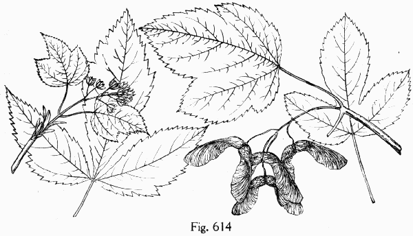 Fig. 614